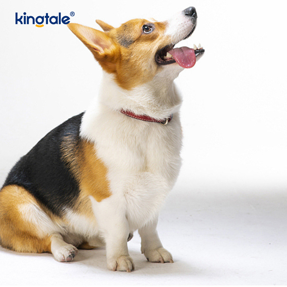 Palla giocattolo in gomma masticabile estraibile per cani, per interni ed esterni