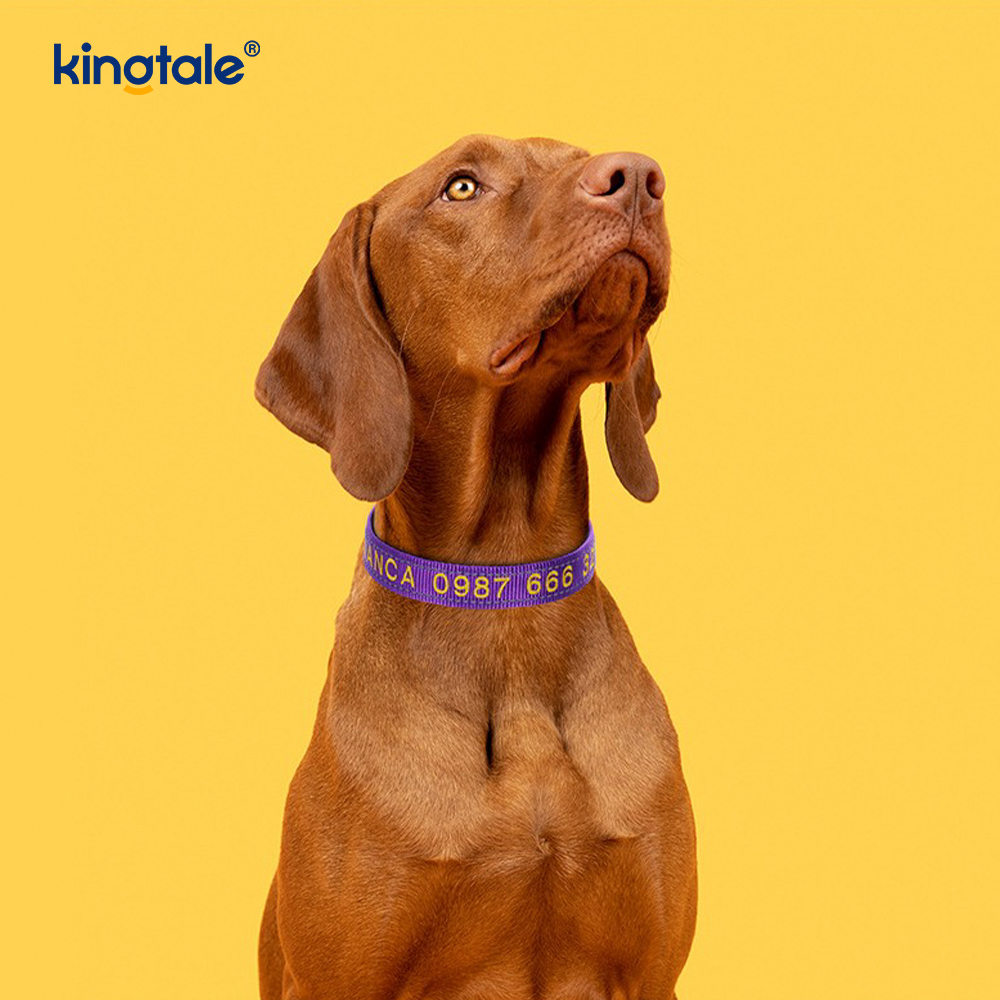 Design con fibbia codificata per collare per cani di servizio per prevenire incidenti