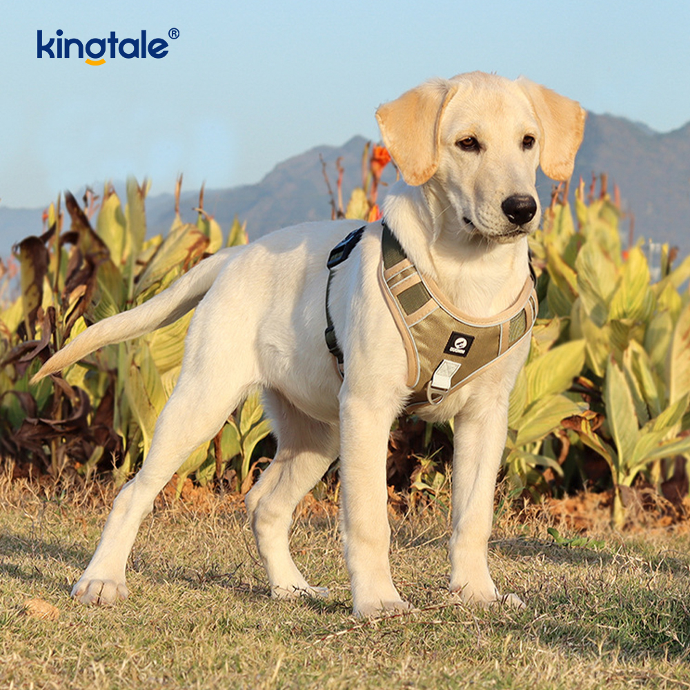 Imbracatura sportiva traspirante regolabile riflettente con rivetti in nylon con guinzaglio per cani
