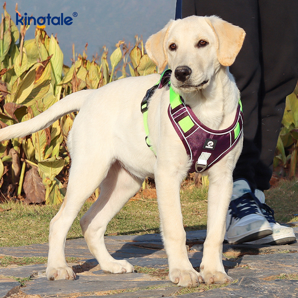 Imbracatura sportiva traspirante regolabile riflettente con rivetti in nylon con guinzaglio per cani